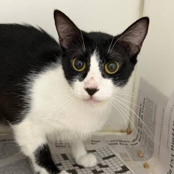 Fable (17) -  Domestic Short Hair Cat for Adoption in Marshall, Texas - Fable (17) | PetCurious