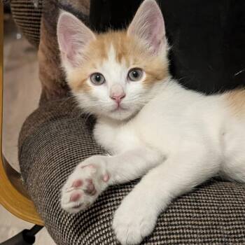 Asiago Brinda -  Domestic Short Hair Cat for Adoption in Eagle Mountain, Utah - Asiago Brinda | PetCurious