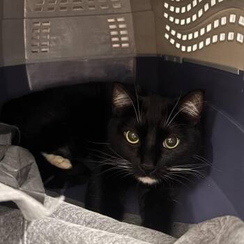 Banks -  Domestic Short Hair Cat for Adoption in Salt Lake City, Utah - Banks | PetCurious