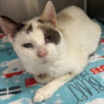 Snowshoe Cats Available for Adoption - Snowshoe | PetCurious