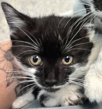 Greta -  Domestic Short Hair Cat for Adoption in Golden, Colorado - Greta | PetCurious