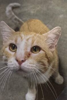 Sunbeam -  Domestic Short Hair Cat for Adoption in Fort Madison, Iowa - Sunbeam | PetCurious