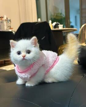 Marley  -  Munchkin Cat for Adoption in Dallas, Texas - Marley  | PetCurious