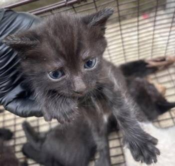 Ricki -  Domestic Short Hair Cat for Adoption in West Chester, Pennsylvania - Ricki | PetCurious