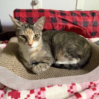 Thor -  Domestic Short Hair Cat for Adoption in Palm Harbor, Florida - Thor | PetCurious