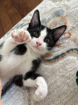 Alfredo -  Domestic Short Hair Cat for Adoption in Ottawa Hills, Ohio - Alfredo | PetCurious