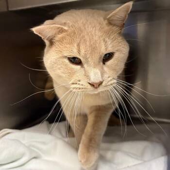 Domestic Short Hair Cats Available for Adoption - Russian | PetCurious