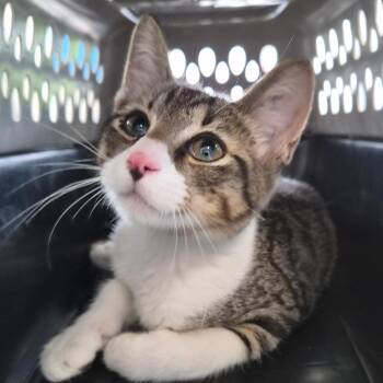 Baxter -  Domestic Short Hair Cat for Adoption in Montgomery, Alabama - Baxter | PetCurious