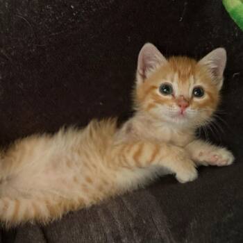 Booger -  Domestic Short Hair Cat for Adoption in Marfa, Texas - Booger | PetCurious