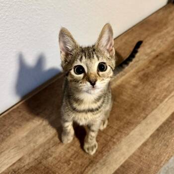 Meemie -  Domestic Short Hair Cat for Adoption in Houston, Texas - Meemie | PetCurious