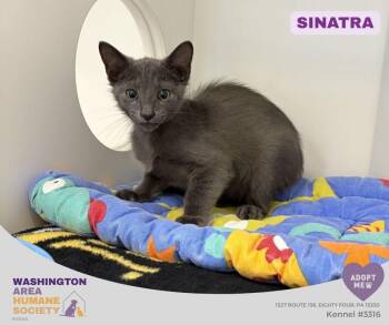 Sinatra -  Domestic Short Hair Cat for Adoption in Eighty Four, Pennsylvania - Sinatra | PetCurious