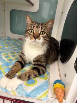 Domestic Short Hair Cats Available for Adoption - Burger | PetCurious