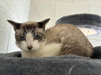 Siamese Cats Available for Adoption - Zara | PetCurious