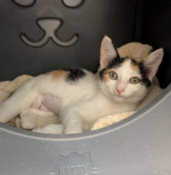 SMUDGE -  Domestic Short Hair Cat for Adoption in Leesburg, Virginia - SMUDGE | PetCurious