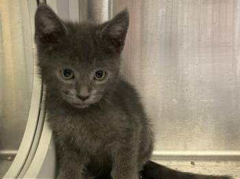 Rescue Domestic Short Hair Cats for Adoption in Tustin, California - PAUL | PetCurious