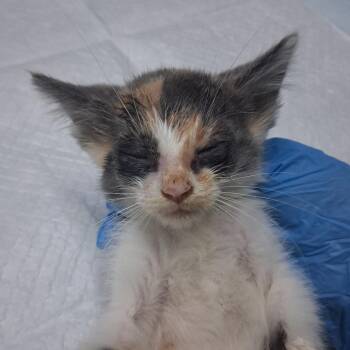Sundae -  Domestic Medium Hair Cat for Adoption in Summerville, South Carolina - Sundae | PetCurious