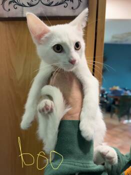 C342 Litter Boo -  Domestic Short Hair Cat for Adoption in Livonia, Michigan - C342 Litter Boo | PetCurious
