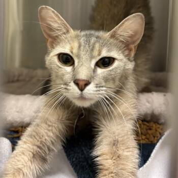 MAY -  Domestic Short Hair Cat for Adoption in St. Louis, Missouri - MAY | PetCurious