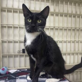 Penelope -  Domestic Short Hair Cat for Adoption in Valdosta, Georgia - Penelope | PetCurious