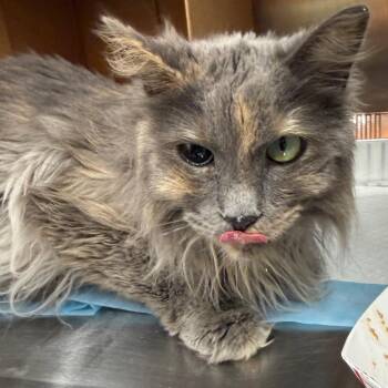 Frosthelm -  Domestic Long Hair Cat for Adoption in Salt Lake City, Utah - Frosthelm | PetCurious