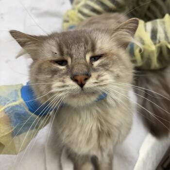 Venkman -  Domestic Long Hair Cat for Adoption in Evanston, Illinois - Venkman | PetCurious