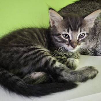Tito -  Domestic Short Hair Cat for Adoption in San Antonio, Texas - Tito | PetCurious