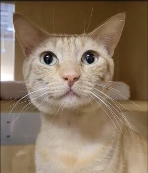 Garfield -  Domestic Short Hair Cat for Adoption in Los Angeles, California - Garfield | PetCurious