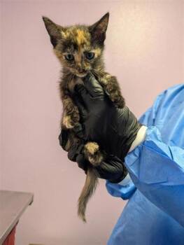 61724702 -  Domestic Medium Hair Cat for Adoption in El Paso, Texas - 61724702 | PetCurious
