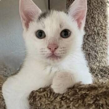 Bugs -  Domestic Short Hair Cat for Adoption in Larkfield-wikiup, California - Bugs | PetCurious