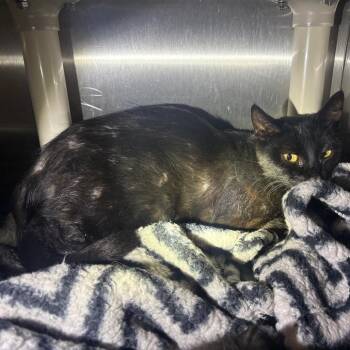 IVHS-Stray-143662 -  Domestic Short Hair Cat for Adoption in San Gabriel, California - IVHS-Stray-143662 | PetCurious