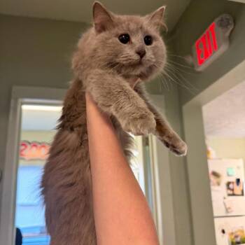 Domestic Medium Hair Cats Available for Adoption in Jasper, Indiana - Damasca | PetCurious