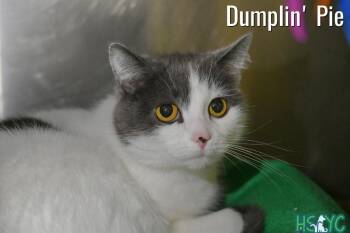 Dumplin