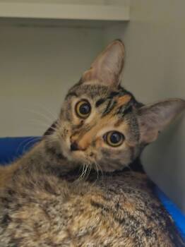 Rescue Domestic Short Hair Cats for Adoption in St. Cloud, Minnesota - Ziva | PetCurious