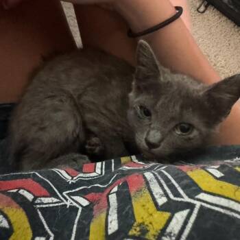 Luna -  Domestic Short Hair Cat for Adoption in Dickinson, Texas - Luna | PetCurious