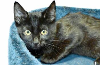 Domestic Short Hair Cats Available for Adoption in Fort Lauderdale, Florida - MOON | PetCurious