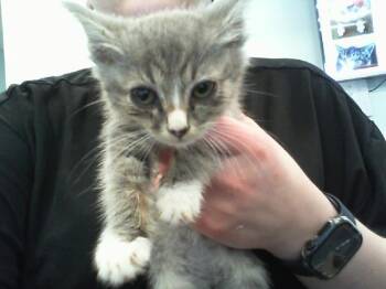 QUILL -  Domestic Medium Hair Cat for Adoption in Charlotte, North Carolina - QUILL | PetCurious