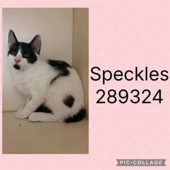 SPECKLES -  Domestic Short Hair Cat for Adoption in Macon, Georgia - SPECKLES | PetCurious