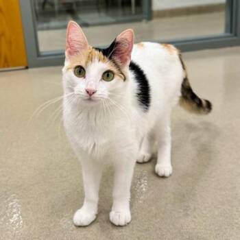 Princess Peach -  Domestic Short Hair Cat for Adoption in Traverse City, Michigan - Princess Peach | PetCurious