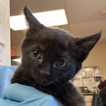 Domestic Short Hair Cats Available for Adoption in Flagstaff, Arizona - Fiesta - In Foster! | PetCurious