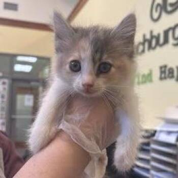Mudbug -  Domestic Short Hair Cat for Adoption in Lynchburg, Virginia - Mudbug | PetCurious