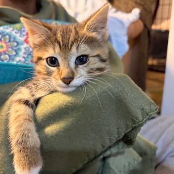 Domestic Short Hair Cats Available for Adoption in Waldorf, Maryland - Mr Chaton | PetCurious