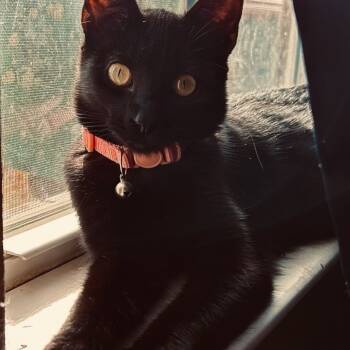 Rescue Domestic Short Hair Cats for Adoption in Bentonville, Arkansas - Palette | PetCurious