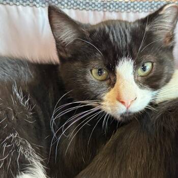 Liesel-Fee Waived -  Domestic Short Hair Cat for Adoption in Brimfield, Massachusetts - Liesel-Fee Waived | PetCurious