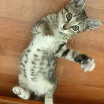 Minu -  Tabby Cat for Adoption in Coral Gables, Florida - Minu | PetCurious