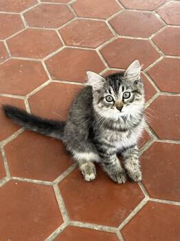 Chiquitita -  Domestic Short Hair Cat for Adoption in Naranjito, Naranjito - Chiquitita | PetCurious