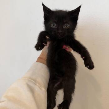 Domestic Short Hair Cats Available for Adoption - Nolita | PetCurious