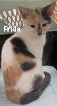 Frida -  Calico Cat for Adoption in The Woodlands, Texas - Frida | PetCurious