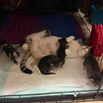 Carolina Houston -  Domestic Short Hair Cat for Adoption in Denver, Colorado - Carolina Houston | PetCurious