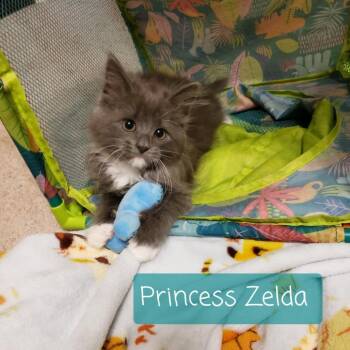 Princess Zelda -  Maine Coon and Domestic Long Hair Cat Available for Adoption in Carmel, Indiana - Princess Zelda | PetCurious
