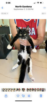 Rescue Domestic Long Hair Cats for Adoption in Gardena, California - Ganzito | PetCurious